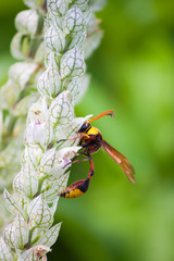 wasp