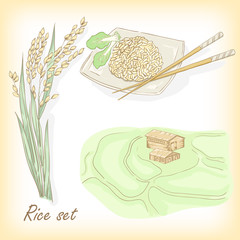 Rice set. Spikelet of rice, rice porridge, rice field, vector