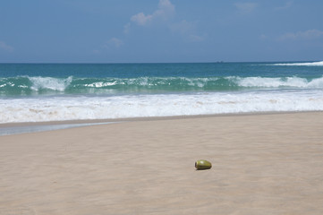 A Raw Coconut at the beach in Tangalle, Sri Lanka