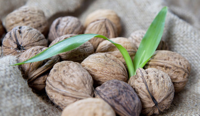 noix fraiches et plante verte
