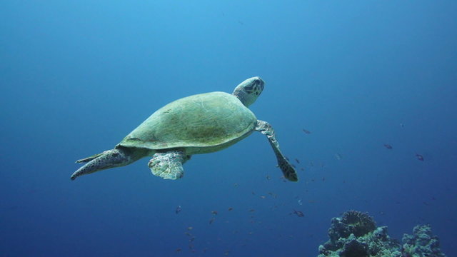 Hawksbill Turtle in the Red Sea