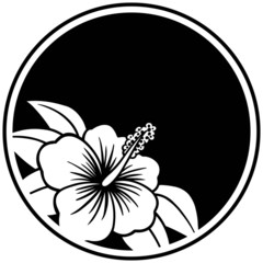 Hibiscus Insignia