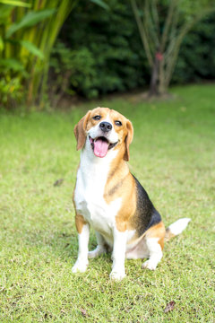 Little beagle puppy