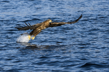 White-tailed eagle (Haliaeetus albicilla) catching fish
