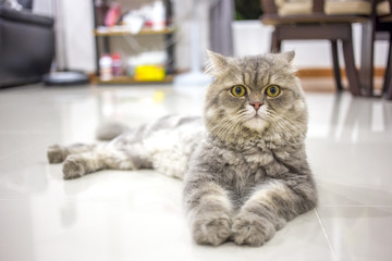 Persian cat