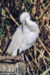 White bird in the park, Valencia