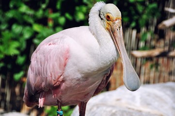 Roseate Spoonbill in Valencia park, Spain