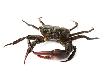 living freshwater crab on a white background