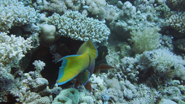 Rusty parrotfish (Scarus ferrugineus) and cleaner wrasse