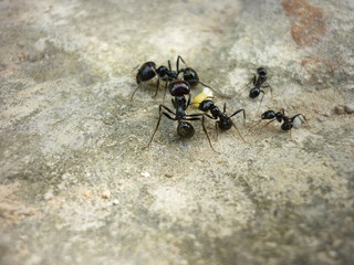 Réunion de fourmis