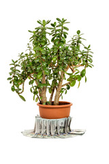 Crassula ovata or jade plant in flowerpot with money