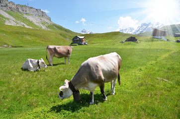 Fototapeta na wymiar Cows in an Alpine meadow. Melchsee-Frutt, Switzerland
