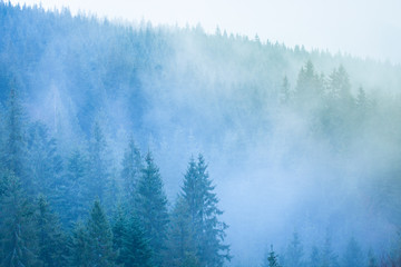 misterious forest