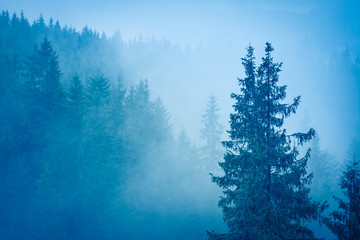 misterious forest