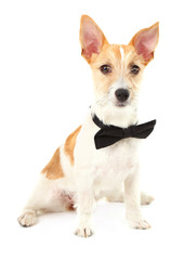 Funny little dog Jack Russell terrier with bow tie, isolated