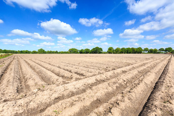 Fototapeta na wymiar Landscape of a cultivated farmers field on a sunny day