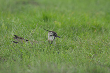 Northern Lapwing on Grass