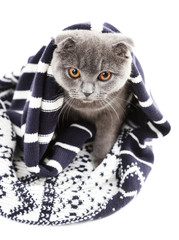 British cat wrapped in plaid isolated on white