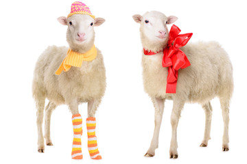 two Sheep in Christmas clothes