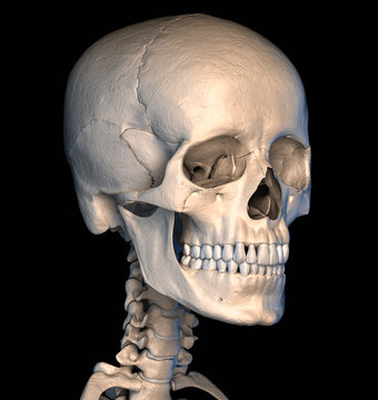 Human skull close-up. Perspective view.