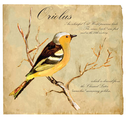Hand painted illustration (vector), Bird: Oriolus