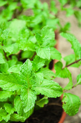 Mint leaves background.