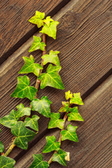 green plant on wooden background