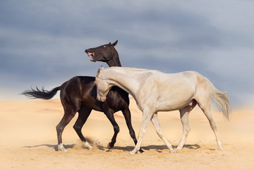 Obraz na płótnie Canvas Two achal-teke horses fight on desert dust