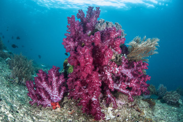 Fototapeta na wymiar Soft Corals on Reef