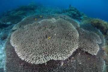 Table Coral on Reef