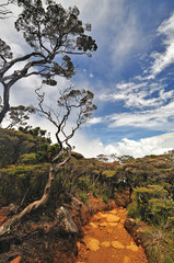 Fototapeta na wymiar Mt Kinabalu trails, Sabah Borneo Malaysia