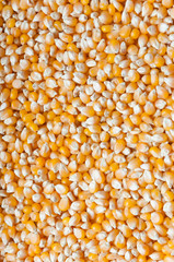 Bulk of corn grains