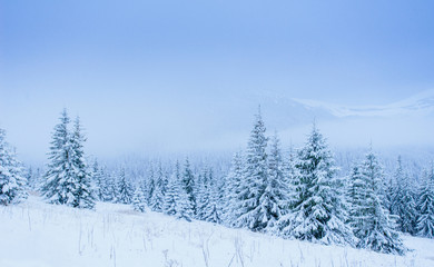 Fototapeta na wymiar wonderful winter landscape
