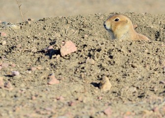 Obraz premium Black-Tailed Prairie Dog