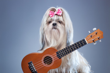 Shih tzu dog with guitar