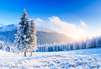 magical winter snow covered tree