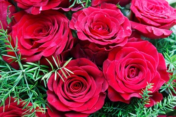 red rose and symbol of love