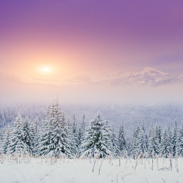 winter landscape trees in frost