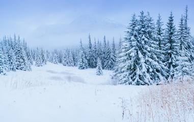 wonderful winter landscape