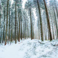 magical winter snow covered tree