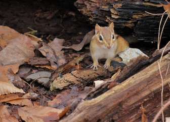 Chipmunk