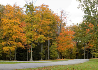 Autumn Road