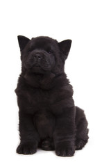 black chow-chow puppy