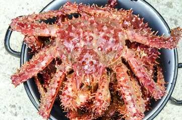 centolla king crab