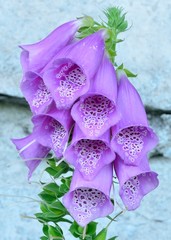 Purple Bell Flowers Foxglove © brm1949