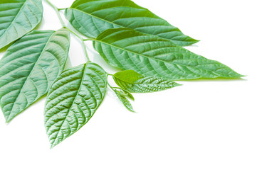 Fototapeta premium leaves isolated on white background