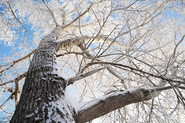 poplar tree crown at winter