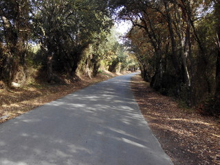 CARRETERA Y ÁRBOLES