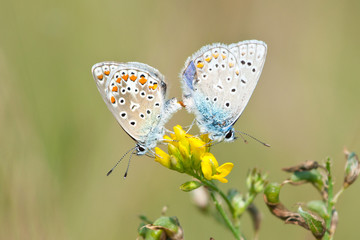 Mating butterflies
