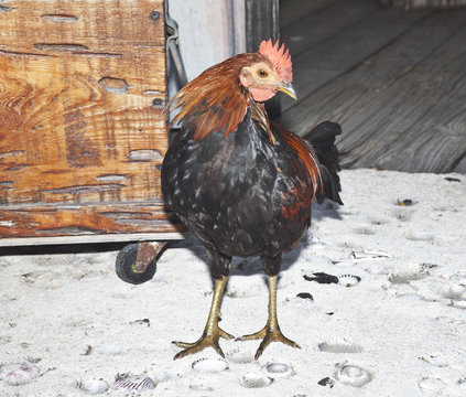 Key West Rooster